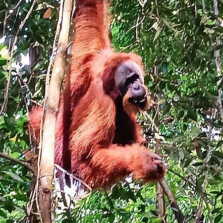 On The Rocks Bungalows, Restaurant And Jungle Trekking Tours Bukit Lawang Esterno foto