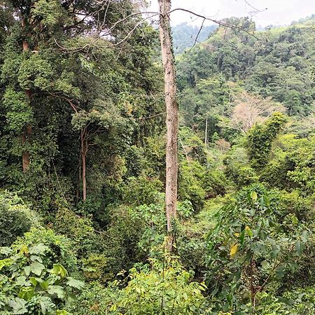 On The Rocks Bungalows, Restaurant And Jungle Trekking Tours Bukit Lawang Esterno foto