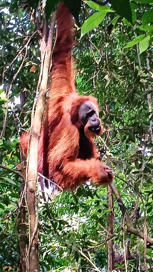 On The Rocks Bungalows, Restaurant And Jungle Trekking Tours Bukit Lawang Esterno foto