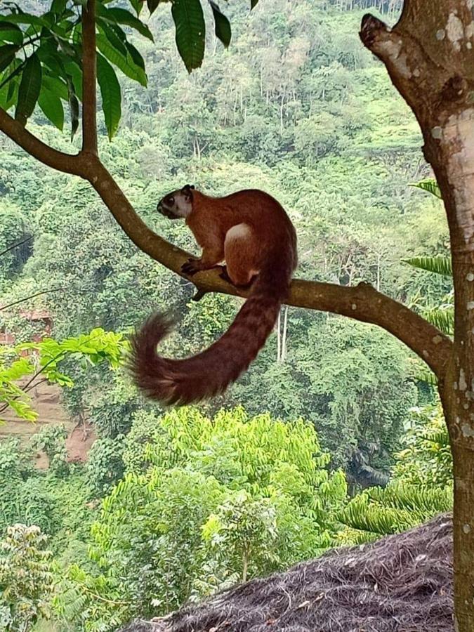 On The Rocks Bungalows, Restaurant And Jungle Trekking Tours Bukit Lawang Esterno foto
