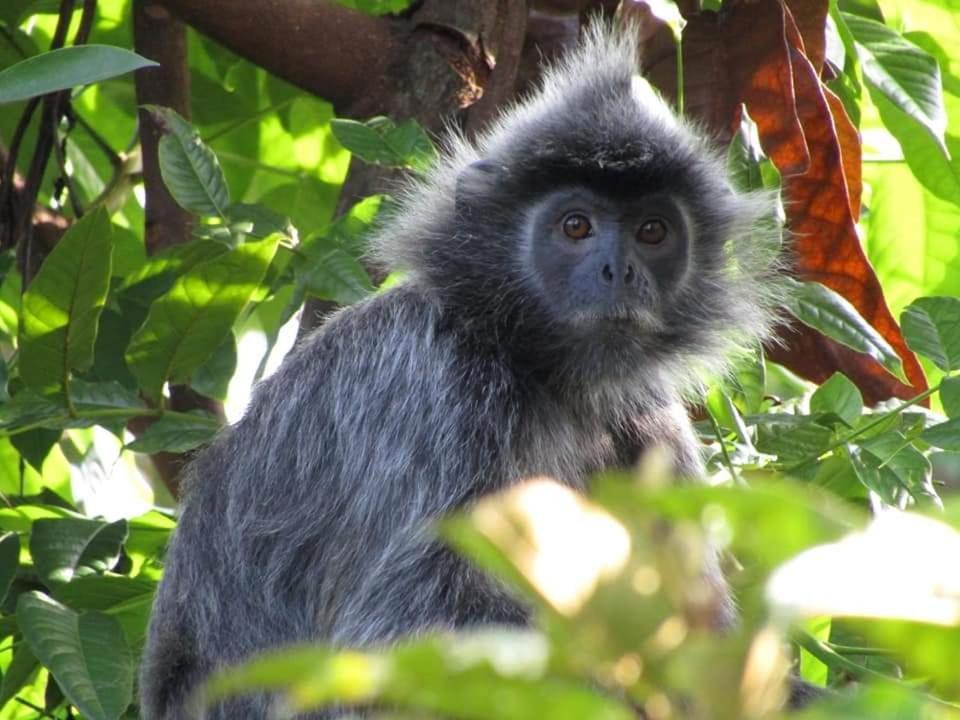 On The Rocks Bungalows, Restaurant And Jungle Trekking Tours Bukit Lawang Esterno foto
