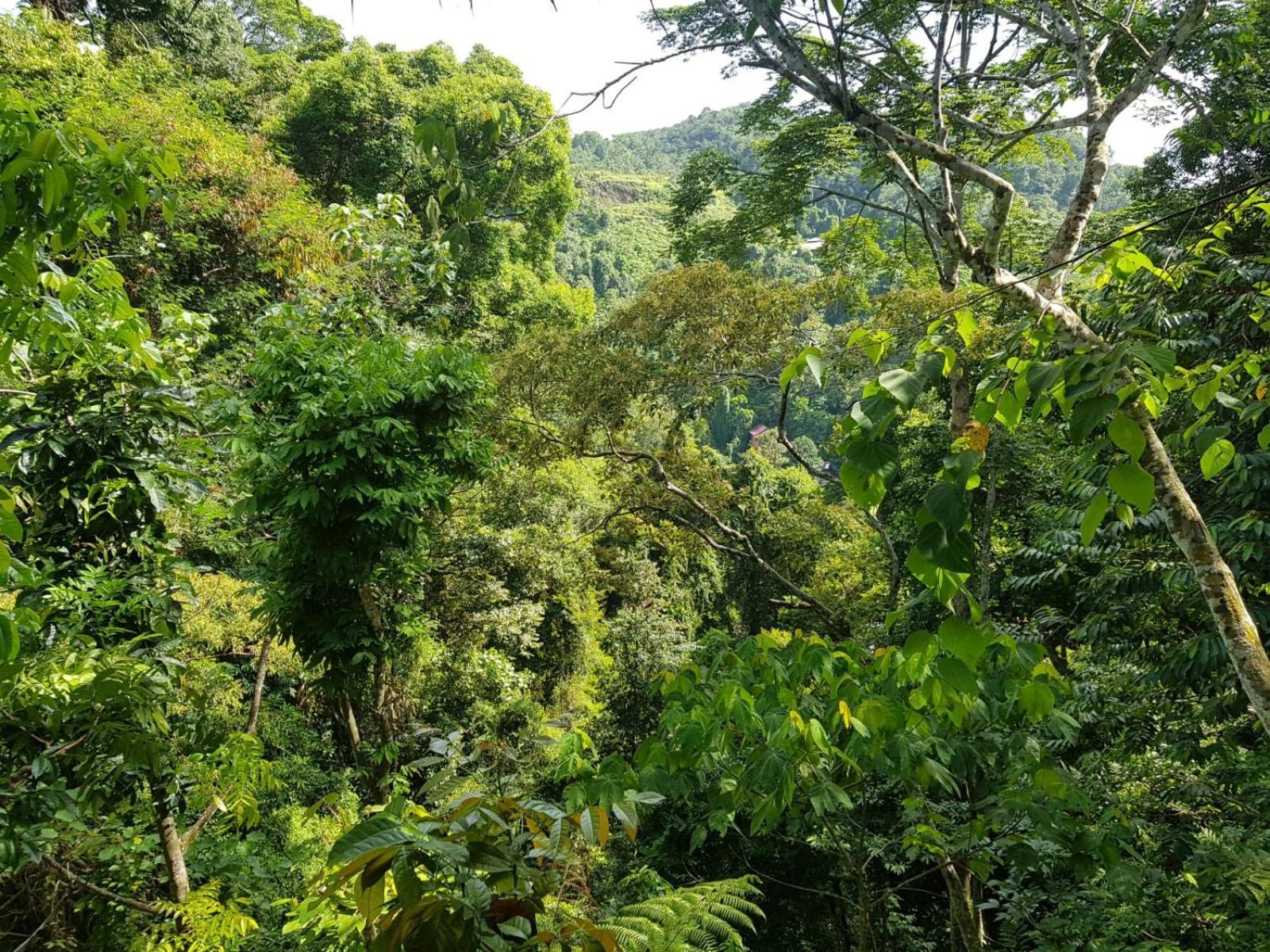 On The Rocks Bungalows, Restaurant And Jungle Trekking Tours Bukit Lawang Esterno foto