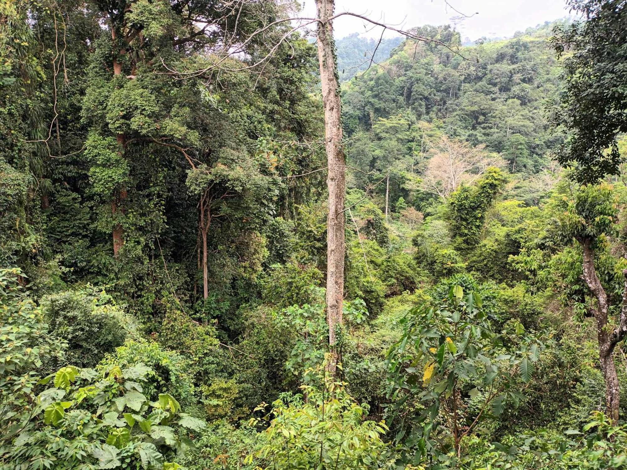 On The Rocks Bungalows, Restaurant And Jungle Trekking Tours Bukit Lawang Esterno foto